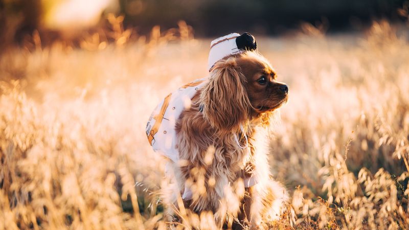 dog, grass, walk, sunlight, 4k