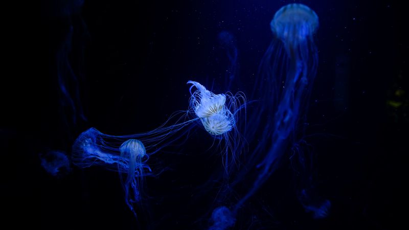 jellyfish, tentacles, plexus, underwater world, 4k