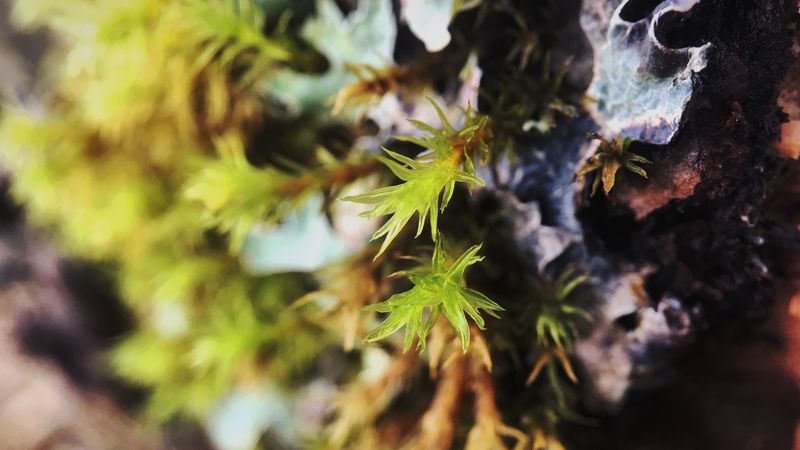sprout, leaves, close-up, 4k