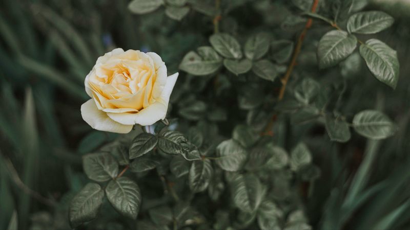 rose, bush, flower, bud, 4k