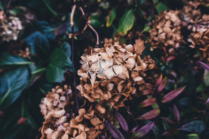 brown petal dead plant plant and hydrangea 4k