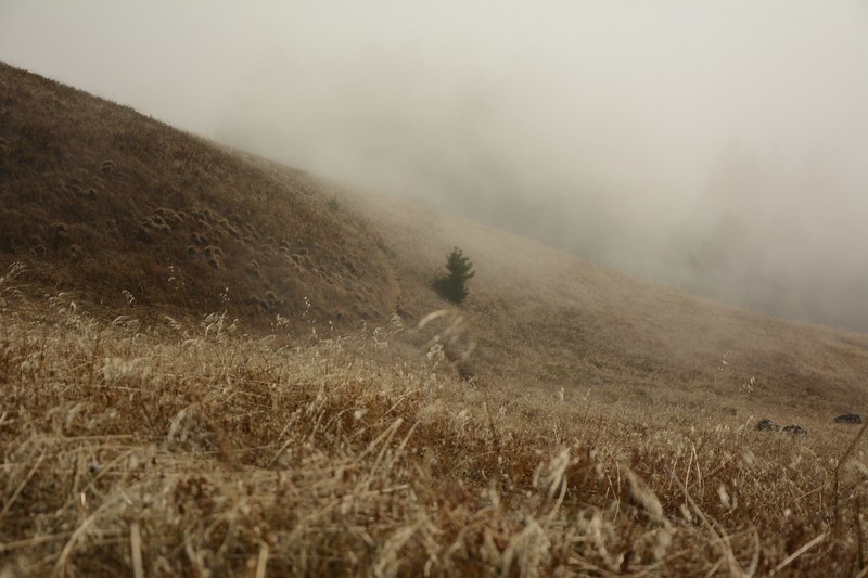 desert foliage covered by rolling fog in desolate mount tamalpais, fog in desolate fields 4k