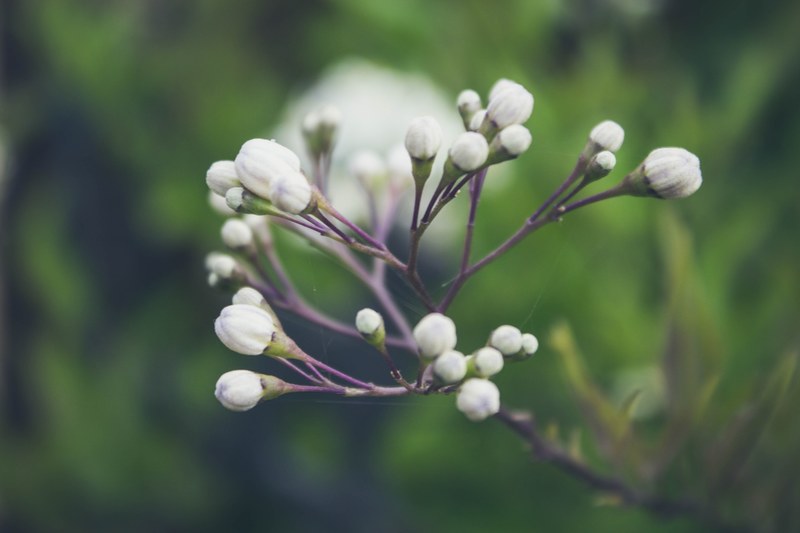 plant flower beautiful and moody 4k