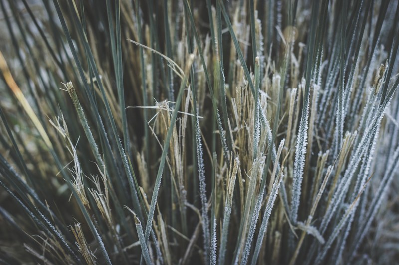 frozen reeds 4k