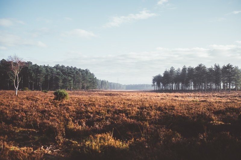 a brown meadow near a coniferous forest in new forest district, new forest walk 4k
