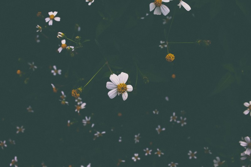 an overhead shot of a bed of white daisies with few petals, daisies past their prime 4k