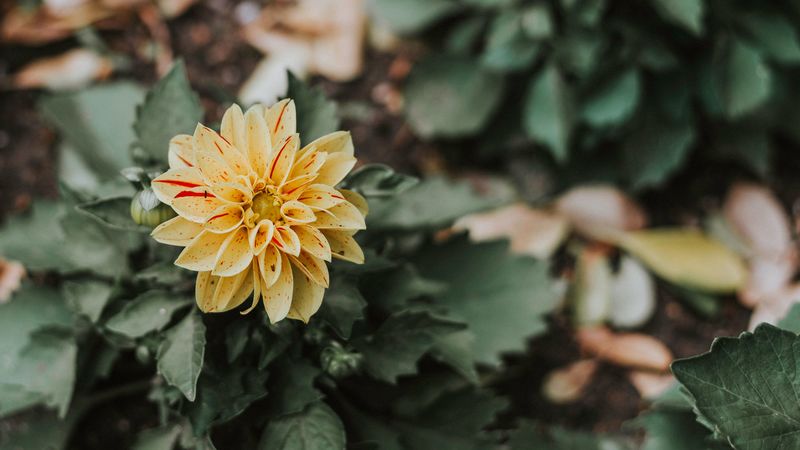 flower, bud, petals, bush, 4k