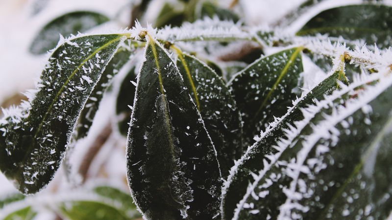 leaves, frost, snow, 4k