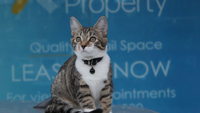 kitten, collar, sits, 4k