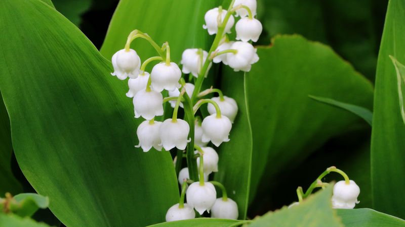 lily of the valley, flowers, leaves, 4k