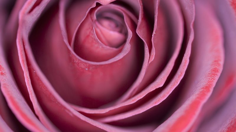 rose, bud, petals, 4k