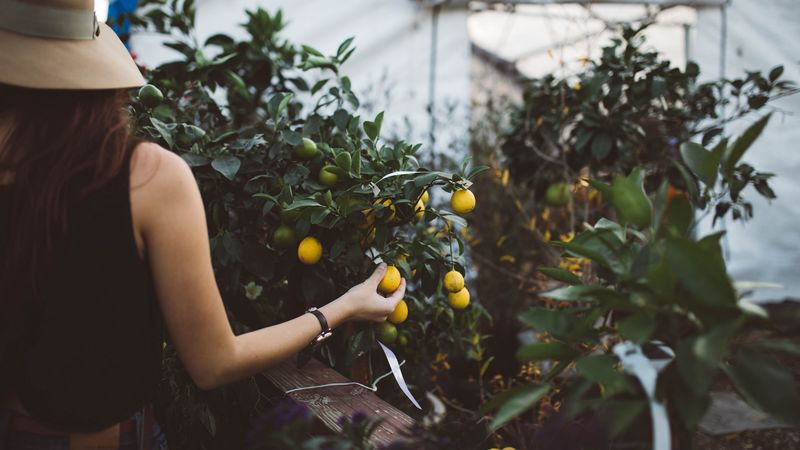 fruit, tree, hand, greenhouse, 4k