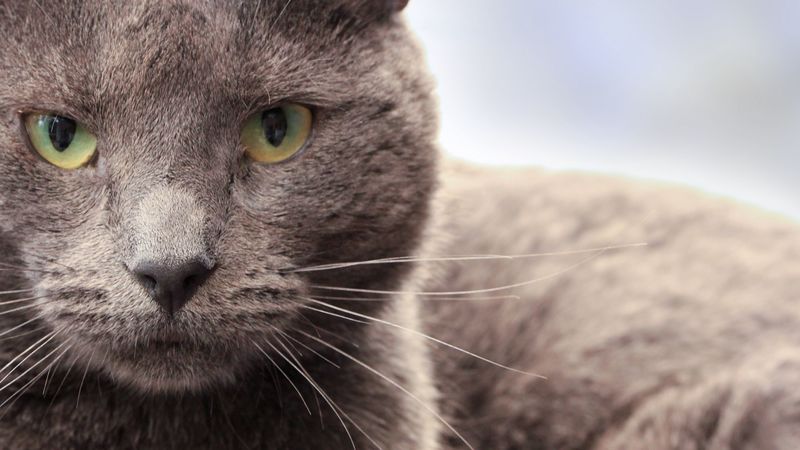 cat, muzzle, look, 4k