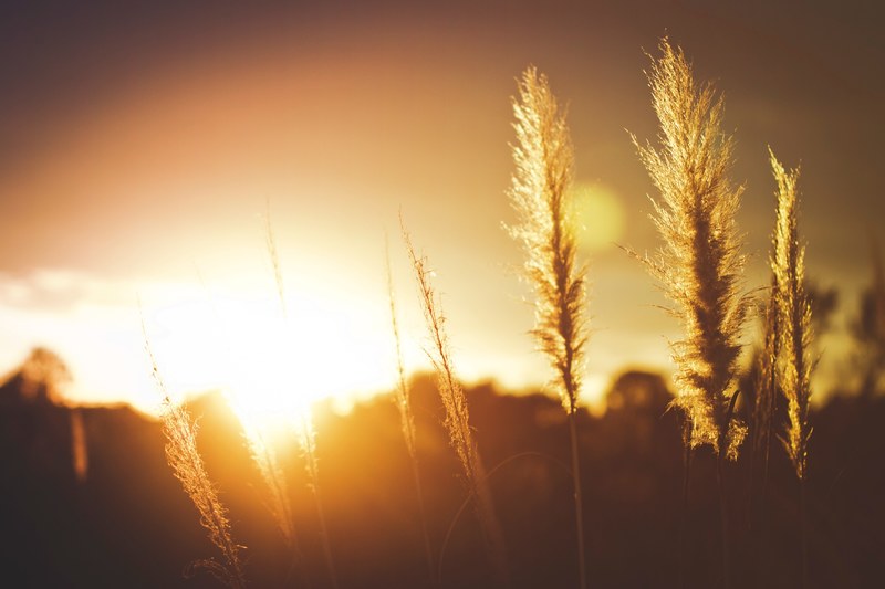 a wheat field with a sun flare during golden hour in vandenberg village, vandenberg village wheatfield 4k