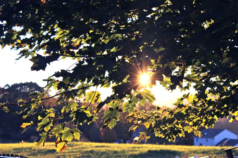a light leak created by the sun shining through leaves on a tree in pennsylvania, pennsylvania leaves 4k