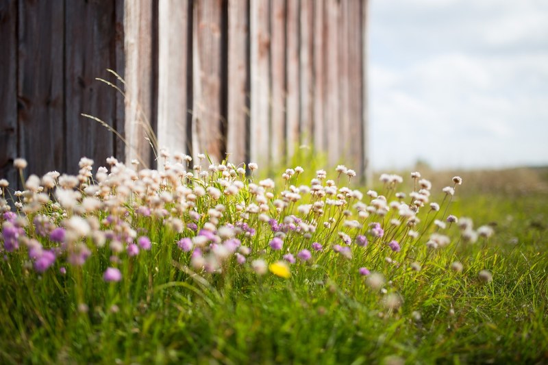 a patch of white and pink wild flowers near a wooden wall, tiny flowers by the barn 4k