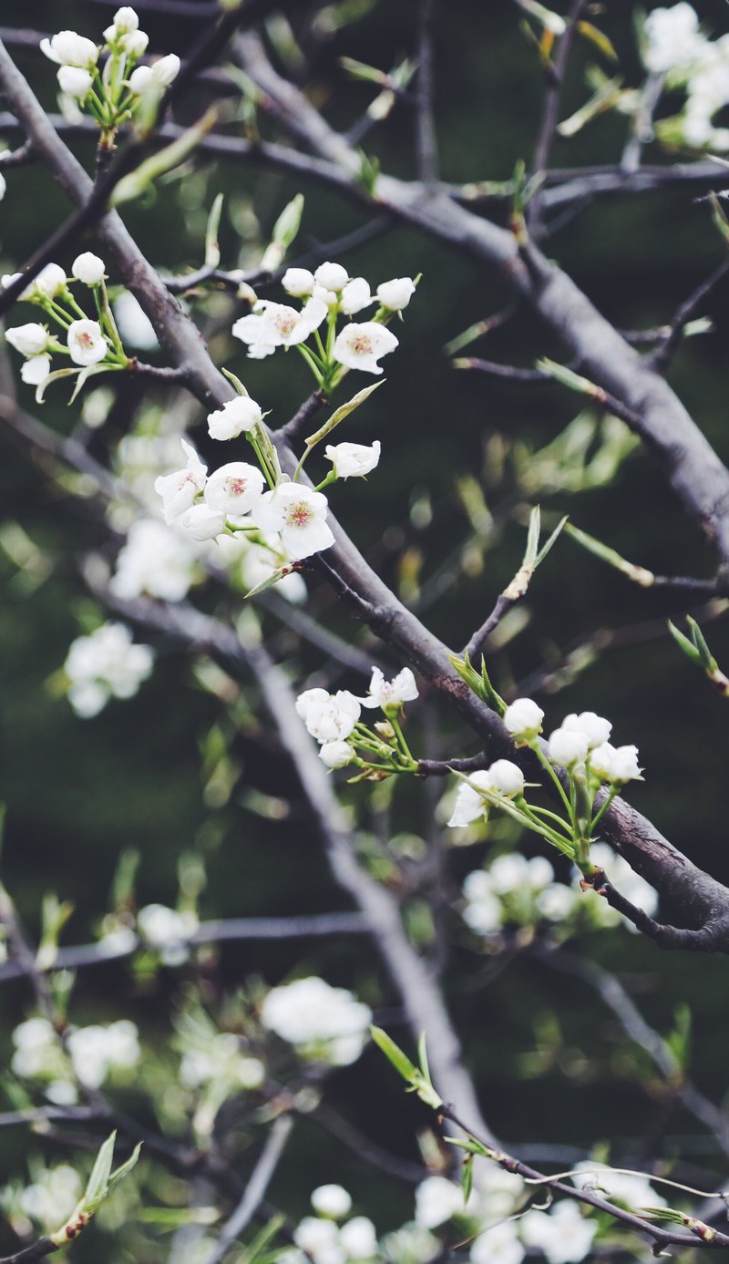 branches with white blossom flowers in bloom and stems in spring, white tree blossom 4k