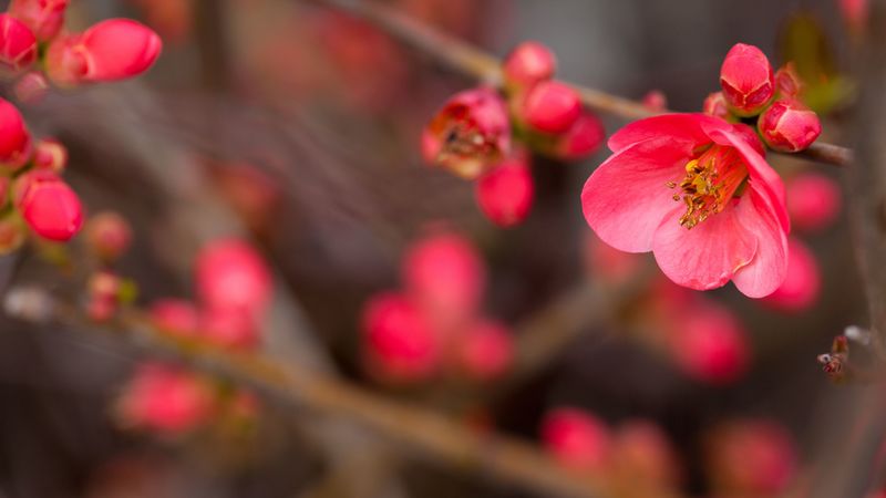 flower, bloom, bush, buds, 4k