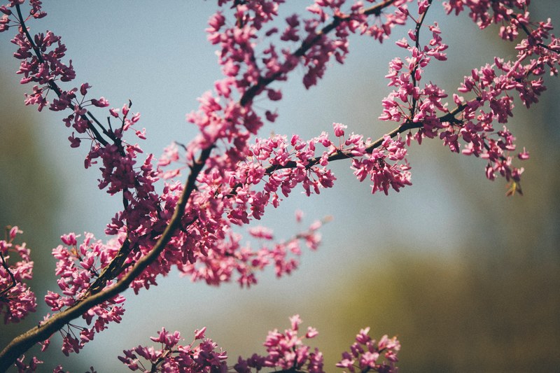 a tree branch covered in delicate pink flowers, pink tree branch 4k