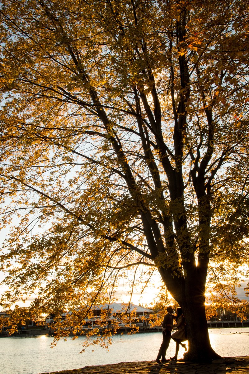 a zoomed out couple in silhouette kissing against a fall tree by a lake, ottawa fall couple 4k