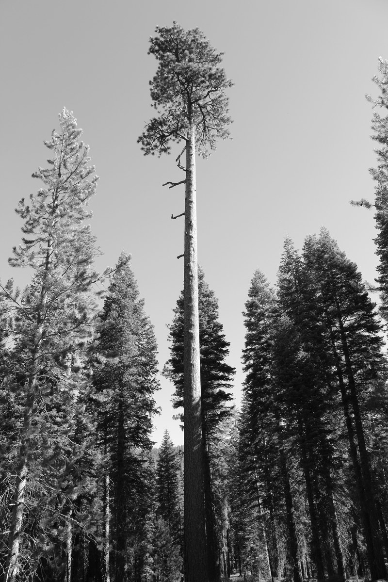 a black and white shot of tall pine trees, tall pines in black and white 4k