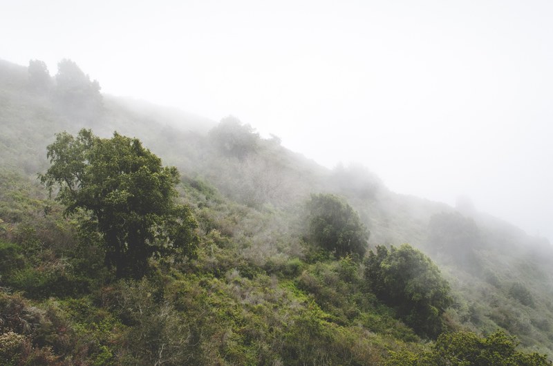 mist rolls over a lush green hillside landscape, foggy foliage 4k