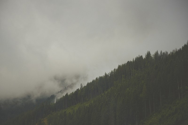 tall windswept trees on a cloud shrouded slope in the carpathian mountains, windswept trees 4k