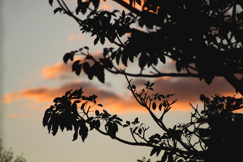 silhouette of tree branches covering the sunset sky and evening clouds, tree branch shadows during sunset 4k