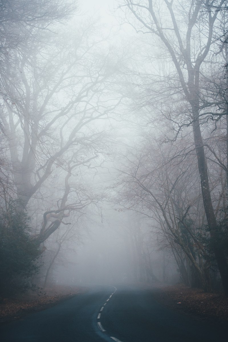 a curve in a tree lined road shrouded in mist, fog 4k