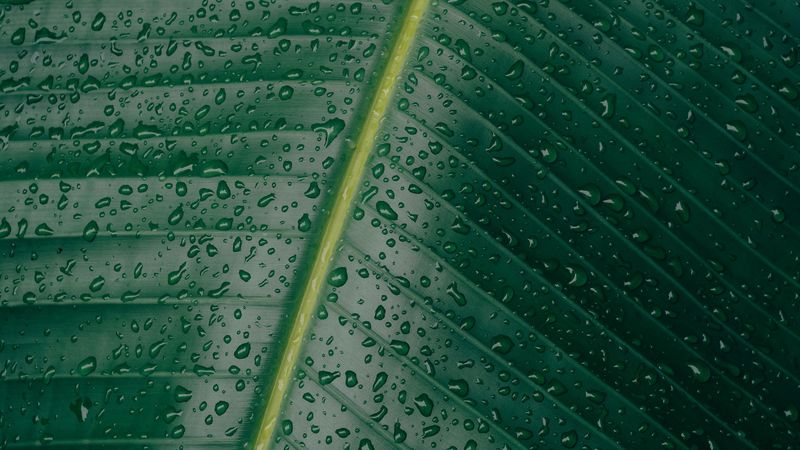 leaf, surface, drops, green, 4k