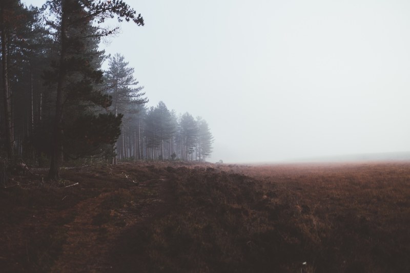 a brown field at the edge of an evergreen forest in new forest national park, foggy winter morning 4k
