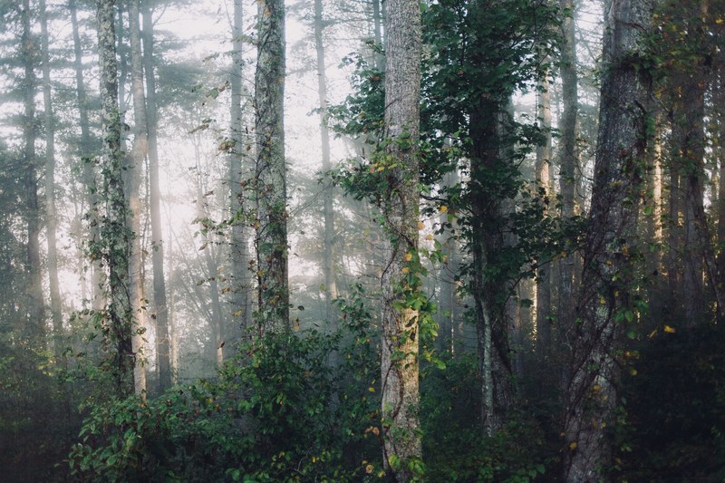 a foggy forest with tree trunks covered in ivy, ivy woods 4k