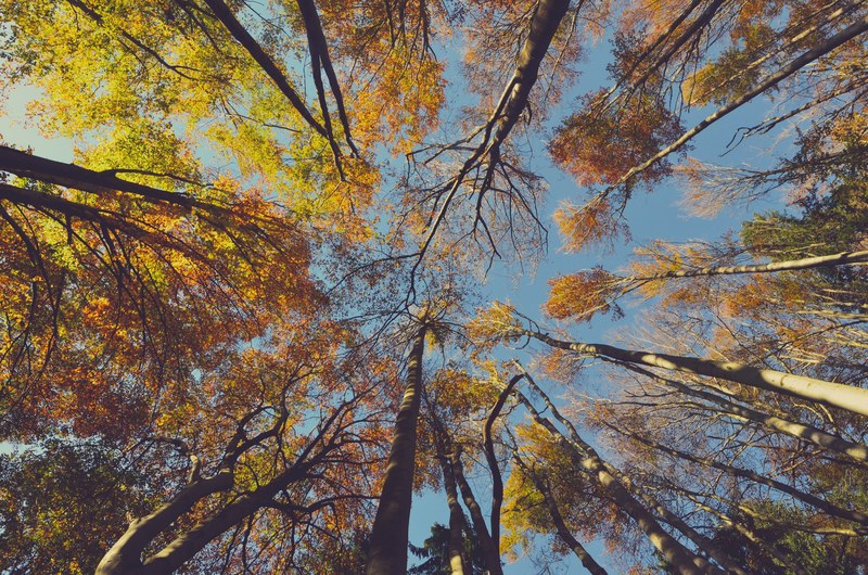 a low angle shot of the yellow and orange canopy of tall autumn trees, yellow and orange canopy 4k