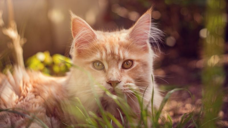 cat, muzzle, fluffy, grass, lies, 4k