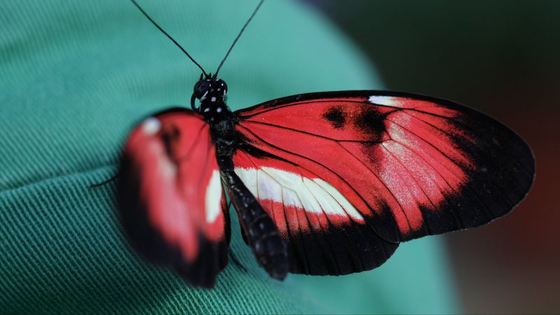 butterfly, insect, patterns, 4k