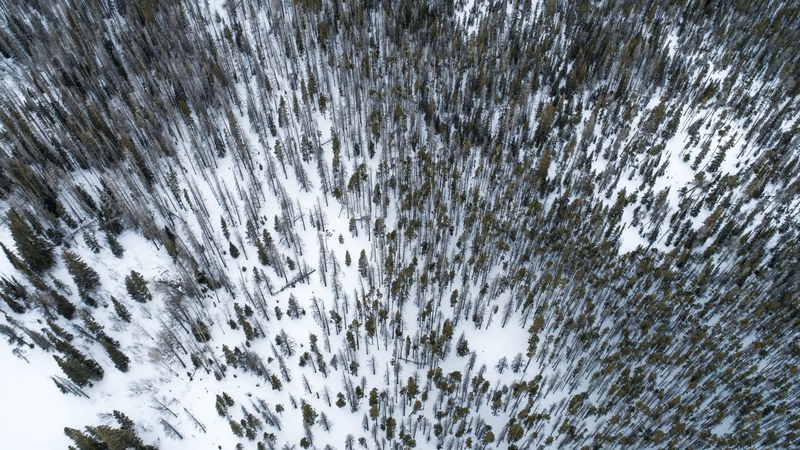a drone shot of a stretch of a coniferous forest under a snow blanket, snow in a forest from above 4k