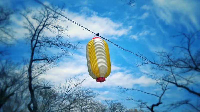 chinese lantern, sky, branches, 4k