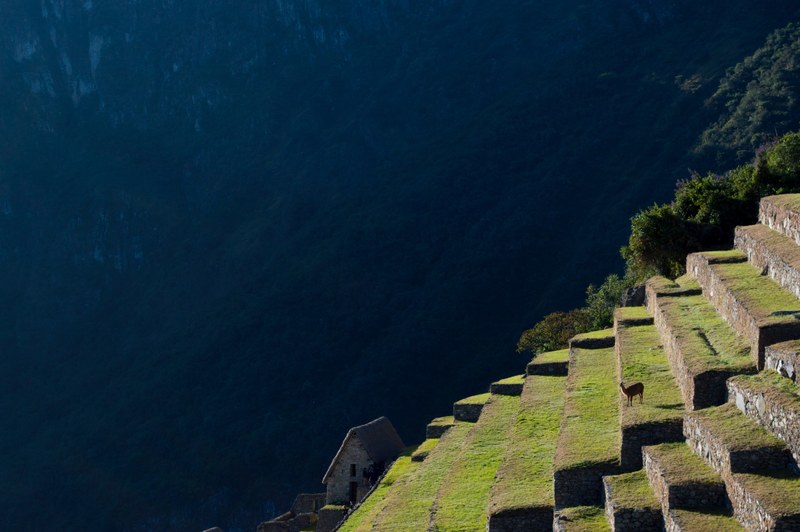 a llama on the green terraces of machu picchu ruins, llama on machu picchus terraces 4k