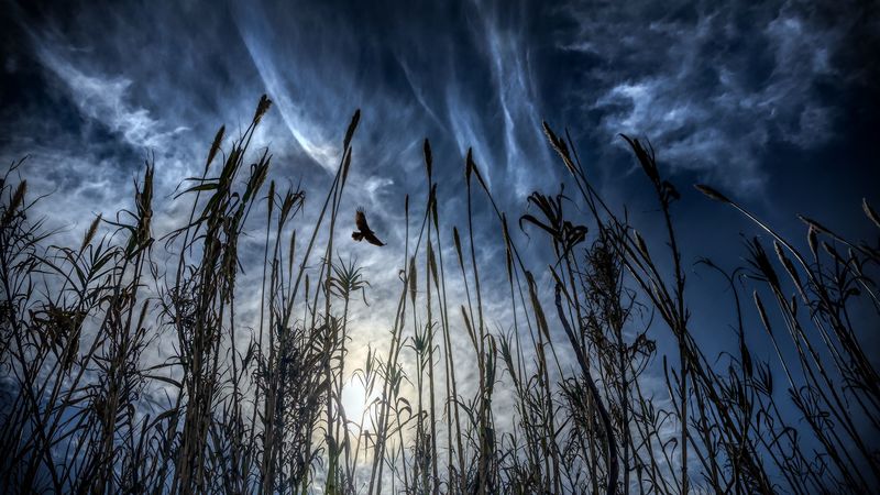 bird, flight, wings, ear, 4k