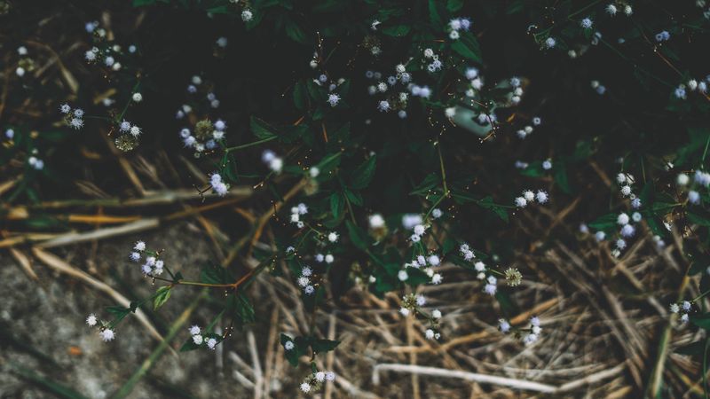 plant, flowers, grass, branches, 4k
