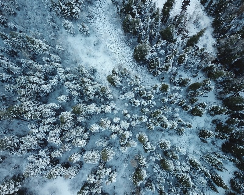 lost in the wilderness 4k