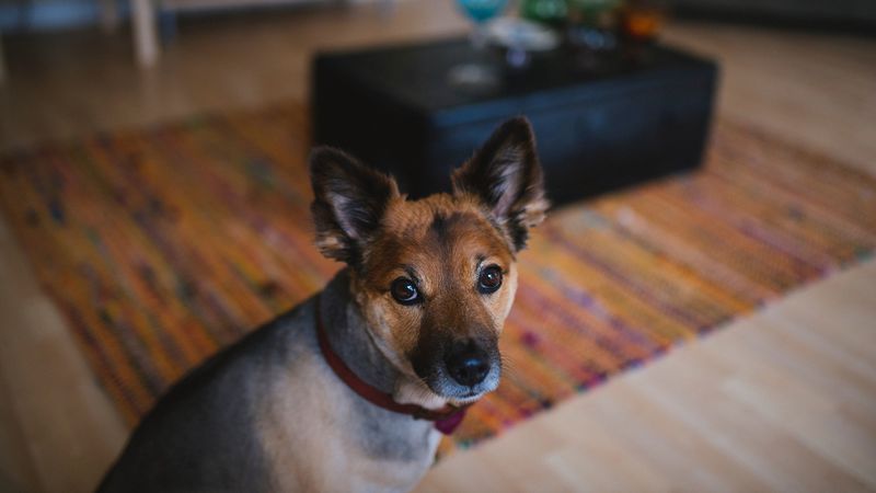 dog, muzzle, eyes, 4k