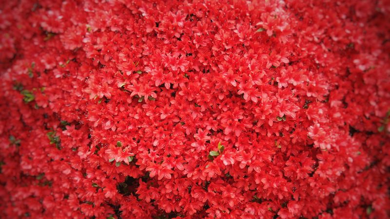 flowers, red, tree, 4k