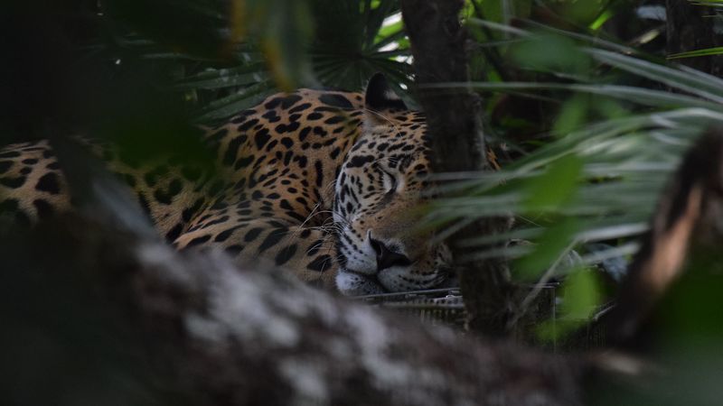 jaguar, muzzle, predator, 4k