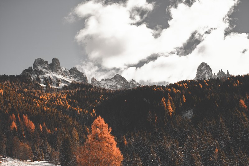 larch woods 4k