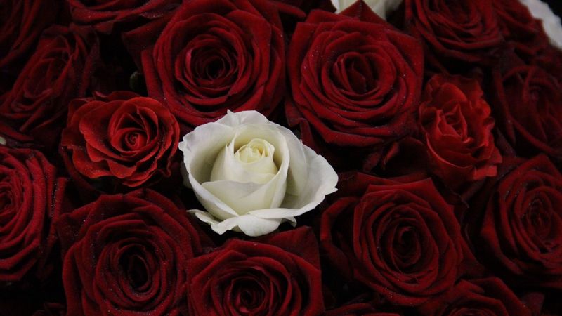rose, bouquet, buds, 4k