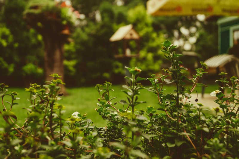 flowering bushes at the edge of a garden, flowering garden bushes 4k