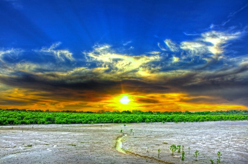tree outdoor cloud and farming 4k