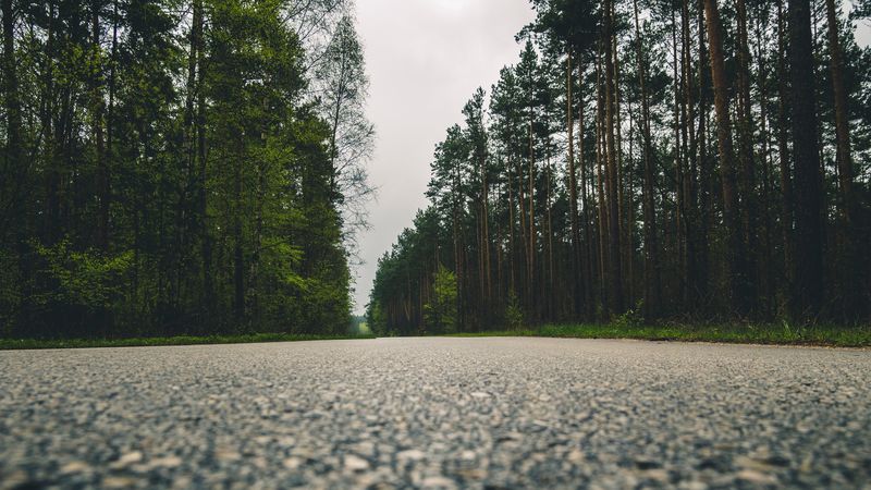 road, trees, close-up, 4k