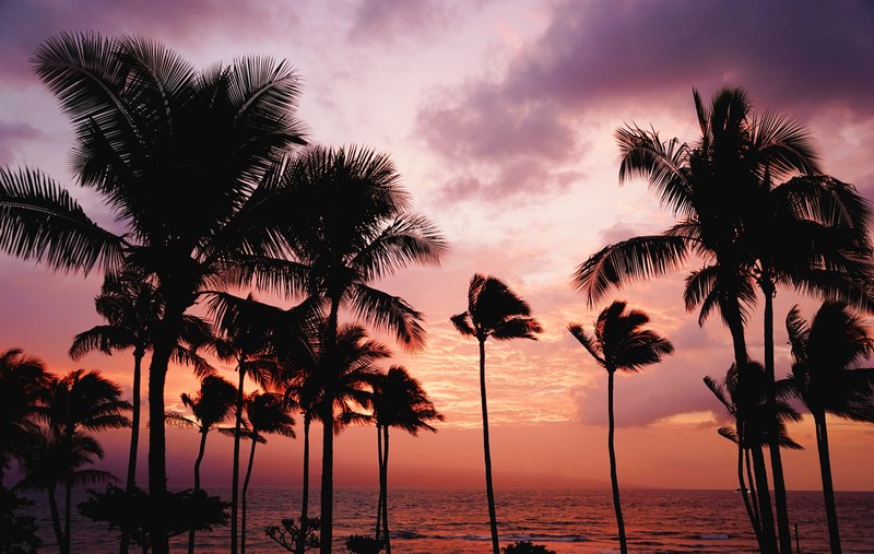 palm trees swaying in the wind with a purple and orange sunset sky over the ocean in the distance maui county, palm trees and the ocean 4k
